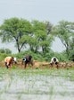 The authority carries out plantation drives wherever it is required under their jurisdiction. (Parveen Kumar/HT Photo) The authority carries out plantation drives wherever it is required under their jurisdiction. (Parveen Kumar/HT Photo)