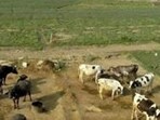 Dairy sector