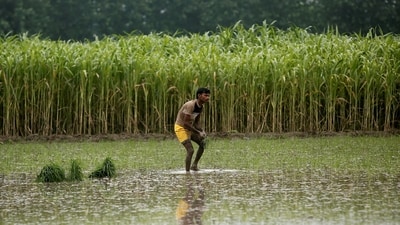 55-year-old woman's semi-nude body was found in a sugarcane field in UP's Saharanpur. (Representative image/Reuters)