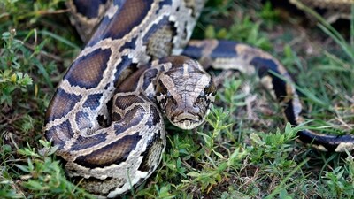A Burmese python sits in the grass at Everglades Holiday Park in Fort Lauderdale, Florida. (For representation/AFP) A Burmese python sits in the grass at Everglades Holiday Park in Fort Lauderdale, Florida. (For representation/AFP)
