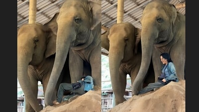 A touching video showed elephants bonding with their caretaker. (Instagram/lek_chailert) A touching video showed elephants bonding with their caretaker. (Instagram/lek_chailert)