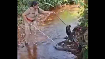 A viral video from Kerala showed a fearless forest officer capturing a giant king cobra. (X/@Autokabeer) A viral video from Kerala showed a fearless forest officer capturing a giant king cobra. (X/@Autokabeer)