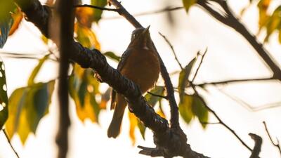 The White-throated Rock Thrush bird after its sighting. (HT Photo)