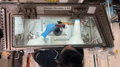 Ax-4 Pilot Shubhanshu Shukla carries out operations for the myogenesis study in the Life Sciences Glovebox aboard the International Space Station. (@Axiom_Space/X) Ax-4 Pilot Shubhanshu Shukla carries out operations for the myogenesis study in the Life Sciences Glovebox aboard the International Space Station. (@Axiom_Space/X)