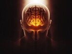Ensure you're getting enough protein in your diet to support brain and spine health. (Freepik) Ensure you're getting enough protein in your diet to support brain and spine health. (Freepik)