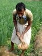 A National Green Tribunal (NGT) monitoring committee had raised concerns in June 2022 about the state’s groundwater crisis. (HT Photo) A National Green Tribunal (NGT) monitoring committee had raised concerns in June 2022 about the state’s groundwater crisis. (HT Photo)