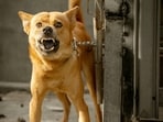 Dog_1751958047337