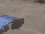 A swarm of bees seen stuck to the luggage door of an IndiGo flight.