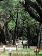 The green canopy in the Sukhna reserve forest area in Chandigarh. Trees don’t just give us shade, shelter, and sustenance, they also stir our souls, if only we pause and listen. (Ravi Kumar/HT)