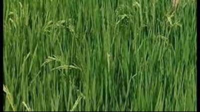 In the 2023-2024 paddy season, the state recorded an average yield of 6,740 kg per hectare from an area of 3,179 hectares. (HT Photo) In the 2023-2024 paddy season, the state recorded an average yield of 6,740 kg per hectare from an area of 3,179 hectares. (HT Photo)