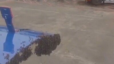 A swarm of bees seen stuck to the luggage door of an IndiGo flight. (X/@manojpehul) A swarm of bees seen stuck to the luggage door of an IndiGo flight. (X/@manojpehul)