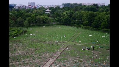 Preparations of Van Mahotsav underway in Lucknow (Deepak Gupta/HT)