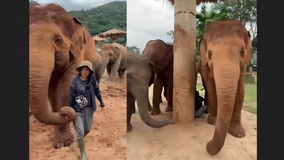A viral clip captured elephants surrounding a woman as she sang to them. (Instagram/lek_chailert) A viral clip captured elephants surrounding a woman as she sang to them. (Instagram/lek_chailert)