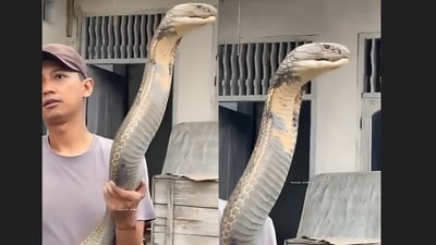 IFS Officer Parveen Kaswan’s video of a man holding a huge king cobra sparked awe and fear online. (X/@ParveenKaswan) IFS Officer Parveen Kaswan’s video of a man holding a huge king cobra sparked awe and fear online. (X/@ParveenKaswan)