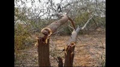 The Koom Kalan police have registered a case against three residents of Mand Chaunta village for allegedly cutting trees and trying to encroach upon protected forestland. (HT File/ Representational image)