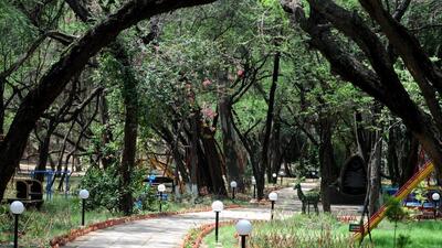 The green canopy in the Sukhna reserve forest area in Chandigarh. Trees don’t just give us shade, shelter, and sustenance, they also stir our souls, if only we pause and listen. (Ravi Kumar/HT) The green canopy in the Sukhna reserve forest area in Chandigarh. Trees don’t just give us shade, shelter, and sustenance, they also stir our souls, if only we pause and listen. (Ravi Kumar/HT)