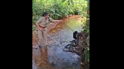 In the daring video, Forest Beat Officer G S Roshni was seen picking the enormous snake (X/@Autokabeer) In the daring video, Forest Beat Officer G S Roshni was seen picking the enormous snake (X/@Autokabeer)