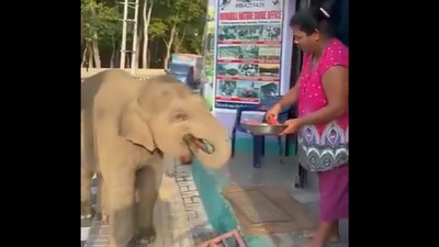 A baby elephant adorably approached a woman for watermelon slices in a viral clip. (X/@AMAZlNGNATURE) A baby elephant adorably approached a woman for watermelon slices in a viral clip. (X/@AMAZlNGNATURE)