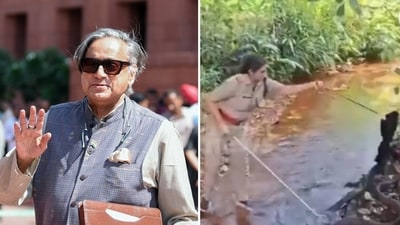 Shashi Tharoor (L) reposted a video of a brave forest officer rescuing a king cobra. (X/@Rajan_Medhekar) Shashi Tharoor (L) reposted a video of a brave forest officer rescuing a king cobra. (X/@Rajan_Medhekar)