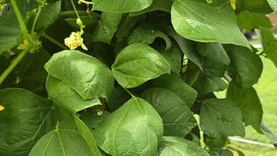 An optical illusion shared on Reddit showed bean plants hiding a spider, leaving viewers puzzled as they struggled to spot the camouflaged creature. (Reddit/Playful-Giraffe-6568 ·) An optical illusion shared on Reddit showed bean plants hiding a spider, leaving viewers puzzled as they struggled to spot the camouflaged creature. (Reddit/Playful-Giraffe-6568 ·)