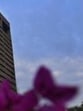 NDMC manages around 3,000 residential units, including bungalows and flats ranging from Type 1 to Type 5. (HT Archive)