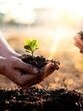 To maximise the ecological benefits of the drive, the administration will prioritise planting native and climate-resilient species. (HT Photo) To maximise the ecological benefits of the drive, the administration will prioritise planting native and climate-resilient species. (HT Photo)