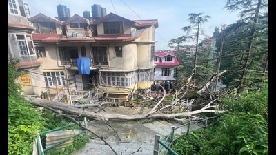 A building and electricity poles damaged as an uprooted tree fell down due to rain near Annandale, Shimla, on Wednesday. (HT Photo)