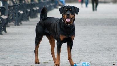 Animal husbandry minister Nilkanth Halarnkar said that once approved, the bill will ban aggressive dog breeds including Rottweilers, Pitbulls, and Bulldogs (File/Pexel) Animal husbandry minister Nilkanth Halarnkar said that once approved, the bill will ban aggressive dog breeds including Rottweilers, Pitbulls, and Bulldogs (File/Pexel)
