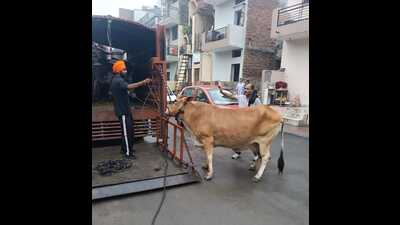 In view of the rising issue of stray cattle roaming city roads and public spaces, the Chandigarh Municipal Corporation (MC) has launched a strict and focused campaign to control the menace. (HT Photo) In view of the rising issue of stray cattle roaming city roads and public spaces, the Chandigarh Municipal Corporation (MC) has launched a strict and focused campaign to control the menace. (HT Photo)