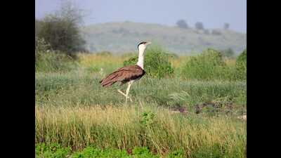 The GIB population has plummeted to fewer than 200 individuals in the wild, primarily concentrated in Rajasthan’s Desert National Park and parts of Gujarat. (HT PHOTO) The GIB population has plummeted to fewer than 200 individuals in the wild, primarily concentrated in Rajasthan’s Desert National Park and parts of Gujarat. (HT PHOTO)