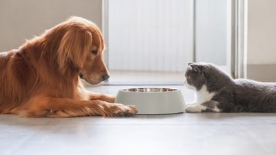 Nutritious food helps pets stay healthy during the monsoon. (Shutterstock) Nutritious food helps pets stay healthy during the monsoon. (Shutterstock)