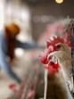 A worker feeds chickens at a poultry farm. (PTI) A worker feeds chickens at a poultry farm. (PTI)