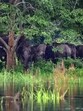 The panel has approved “in principle” , the diversion of 310 ha of forest land from the core zone of Namdapha Tiger Reserve for the construction of Arunachal Frontier Highway. (PTI) The panel has approved “in principle” , the diversion of 310 ha of forest land from the core zone of Namdapha Tiger Reserve for the construction of Arunachal Frontier Highway. (PTI)