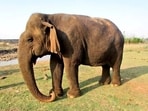 In her final days, Vatsala had been battling age-related issues.