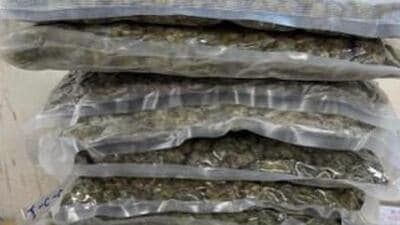 Customs find 33 kg of hydroponic weed at CSMIA Customs find 33 kg of hydroponic weed at CSMIA