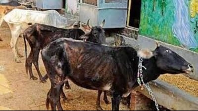 Currently, there are 276 Gau-Sadans and Gau-Abhyaranyas (cow sanctuaries) in the state, collectively sheltering over 21,000 abandoned cattle. New shelters are being developed in Kangra, Hamirpur, and Una districts. (HT representative) Currently, there are 276 Gau-Sadans and Gau-Abhyaranyas (cow sanctuaries) in the state, collectively sheltering over 21,000 abandoned cattle. New shelters are being developed in Kangra, Hamirpur, and Una districts. (HT representative)