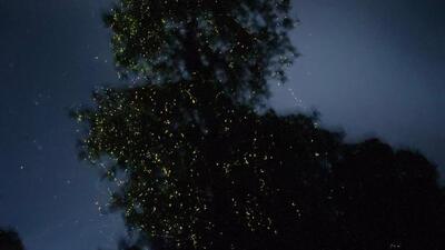 In response to application filed by resident, NGT western zone bench (Pune) directed officials that fireflies habitat at Kalsubai-Harishchandragad wildlife sanctuary be safeguarded. (SOURCED) In response to application filed by resident, NGT western zone bench (Pune) directed officials that fireflies habitat at Kalsubai-Harishchandragad wildlife sanctuary be safeguarded. (SOURCED)