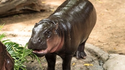 TOPSHOT - Moo Deng, a female pygmy hippo, celebrates 1st birthday in Thailand (AFP) TOPSHOT - Moo Deng, a female pygmy hippo, celebrates 1st birthday in Thailand (AFP)