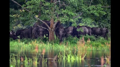 The panel has approved “in principle” , the diversion of 310 ha of forest land from the core zone of Namdapha Tiger Reserve for the construction of Arunachal Frontier Highway. (PTI) The panel has approved “in principle” , the diversion of 310 ha of forest land from the core zone of Namdapha Tiger Reserve for the construction of Arunachal Frontier Highway. (PTI)