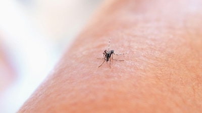 Dengue spikes during the monsoon season. (Unsplash) Dengue spikes during the monsoon season. (Unsplash)