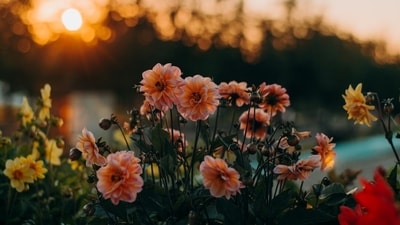Birth flowers reflect personal traits, linking each month to unique characteristics. (Representative Image: Unsplash) Birth flowers reflect personal traits, linking each month to unique characteristics. (Representative Image: Unsplash)