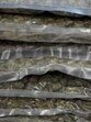 Customs find 33 kg of hydroponic weed at CSMIA