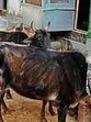 Currently, there are 276 Gau-Sadans and Gau-Abhyaranyas (cow sanctuaries) in the state, collectively sheltering over 21,000 abandoned cattle. New shelters are being developed in Kangra, Hamirpur, and Una districts. (HT representative) Currently, there are 276 Gau-Sadans and Gau-Abhyaranyas (cow sanctuaries) in the state, collectively sheltering over 21,000 abandoned cattle. New shelters are being developed in Kangra, Hamirpur, and Una districts. (HT representative)