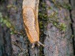 Slug_1752223032206