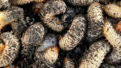 The New World screwworm fly (Cochliomyia hominivorax) are also called 'flesh-eating' maggots since their larvae feed on the living flesh of warm-blooded animals. (Representative image/Unsplash) The New World screwworm fly (Cochliomyia hominivorax) are also called 'flesh-eating' maggots since their larvae feed on the living flesh of warm-blooded animals. (Representative image/Unsplash)