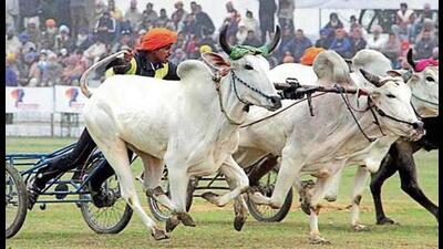 The Punjab Vidhan Sabha on Thursday passed several important Bills, including one that will lead to the setting up of two new private universities, besides clearing amendments related to labour welfare, commercial establishments and animal rights. The amendments to the state’s animal welfare law paves the way for the return of the traditional bullock cart race at the Kila Raipur Rural Olympics. The Punjab Vidhan Sabha on Thursday passed several important Bills, including one that will lead to the setting up of two new private universities, besides clearing amendments related to labour welfare, commercial establishments and animal rights. The amendments to the state’s animal welfare law paves the way for the return of the traditional bullock cart race at the Kila Raipur Rural Olympics.
