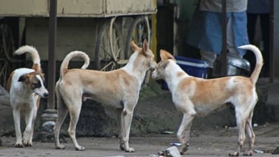 Bengaluru is home to an estimated 2.7 lakh stray dogs, according to a recent survey. Bengaluru is home to an estimated 2.7 lakh stray dogs, according to a recent survey.