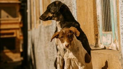 On Thursday, BJP MLC Amit Gorkhe raised the issue of canine menace and the agencies dealing with it in Pune and Pimpri-Chinchwad. (Representational Image)