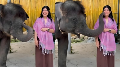 A baby elephant kissed a visitor at a Thailand park, melting hearts as the video of the sweet surprise went viral on social media. (Instagram/draroobabatool) A baby elephant kissed a visitor at a Thailand park, melting hearts as the video of the sweet surprise went viral on social media. (Instagram/draroobabatool)