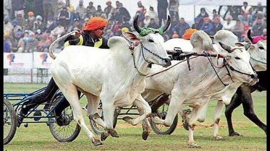 The Punjab Vidhan Sabha on Thursday passed several important Bills, including one that will lead to the setting up of two new private universities, besides clearing amendments related to labour welfare, commercial establishments and animal rights. The amendments to the state’s animal welfare law paves the way for the return of the traditional bullock cart race at the Kila Raipur Rural Olympics.